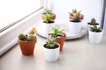 Green succulents in pots on table near window