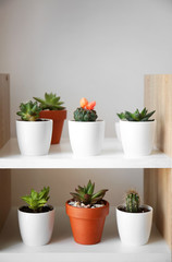 Green succulents in pots on shelves