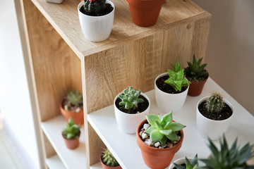 Green succulents in pots on shelves