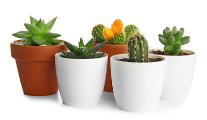 Green succulents in pots on white background