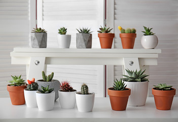 Green succulents in pots on white shelves