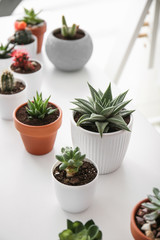Green succulents in pots on white table