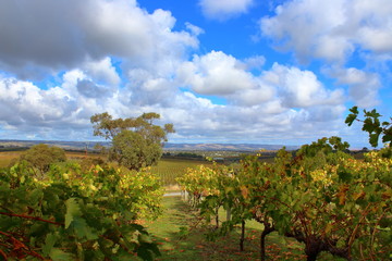 Fototapeta na wymiar Vineyard in South Australia
