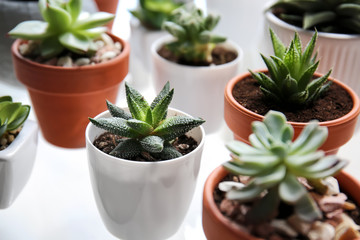 Green succulents in pots on white table
