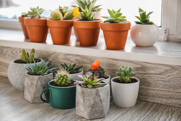 Green succulents in pots on windowsill and floor