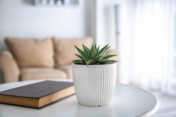 Green succulent in pot with book on table in room