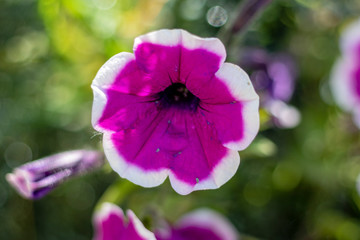 pink flower in the garden