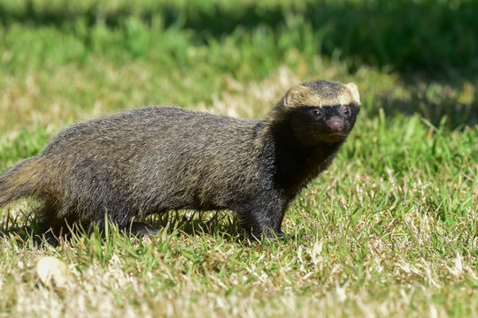 Little grison in Pampas environment, Patagonia, Argentina