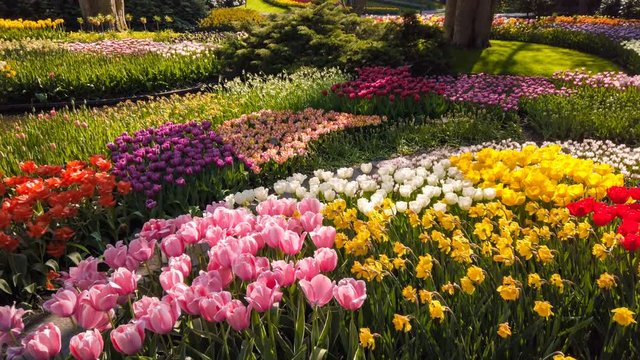 Beautiful spring park with multicolor flowers, 4k