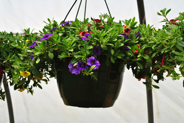 Colorful Petunia Plants in a Hanging Pot 