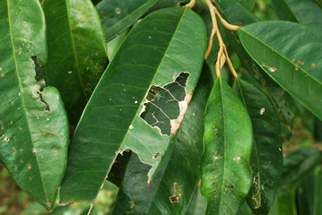Durian leaves are diseased, durian trees start to grow new.