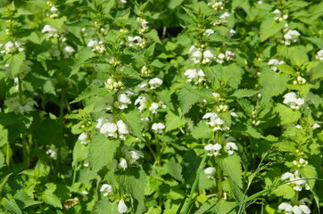 White dead-nettle (lat. Lamium album) blooms in the meadow