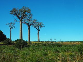 Fototapeta na wymiar Baobab Landscape, Madagascar