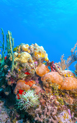 Coral garden in Caribbean