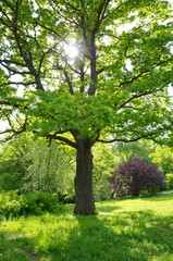 Fototapeta na wymiar The sun Peeps through the oak leaves on a spring day