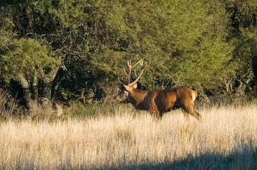 Red Deer in calden forest environment, Pampas, Argentina