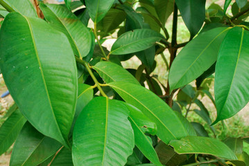 Thai mangosteen varieties of this species give much yield.