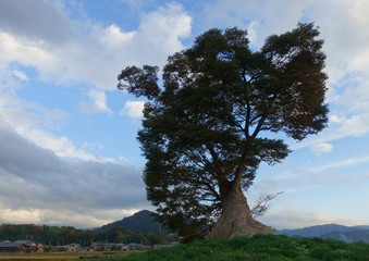 Fototapeta premium 滋賀県多賀町にある多賀大社の御神木、飯盛木と集落のある田舎の風景