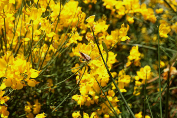 Butterfly on the flowering scotch broom (Invasive Species)