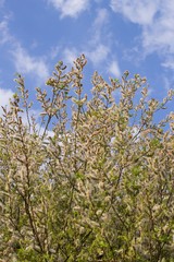 Salix caprea and blue sky with white clouds.Salix caprea goat willow, also known as the pussy willow or great sallow is a common species of willow native to Europe and western and central Asia.
