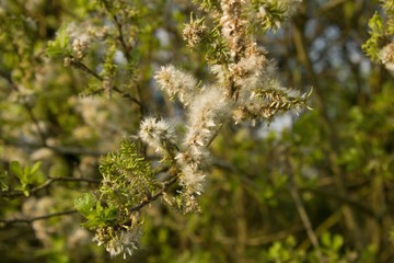 Salix caprea and blue sky with white clouds.Salix caprea goat willow, also known as the pussy willow or great sallow is a common species of willow native to Europe and western and central Asia.