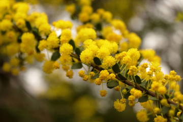 golden wattle, adelaide, australia