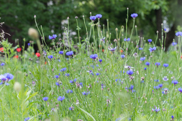 Centaurea cyanus, cornflower, bachelor's button blue flowers