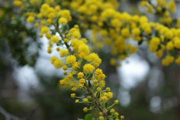 golden wattle, adelaide, australia