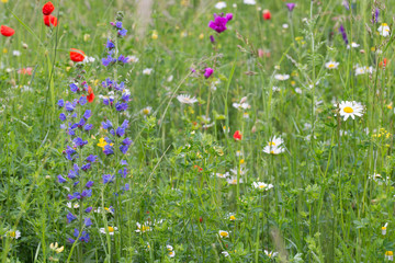 summer meadow with multicolored flowers