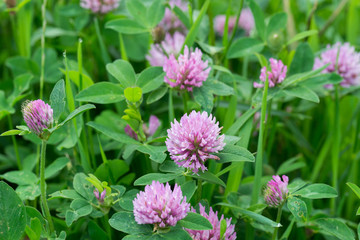 red clover flowers macro © aga7ta