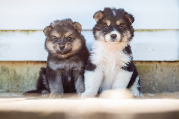 Picture of two puppies sitting by white wall on street in afternoon