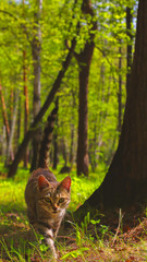 cat in wood