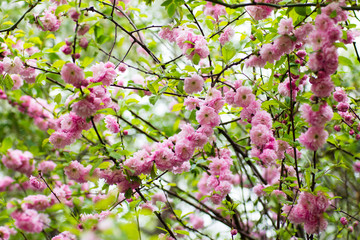Flowering bush May pink roses in the garden