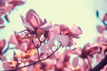 Gordijnen Blossoming magnolia flowers. Springtime. Natural vintage flowers background © vvvita