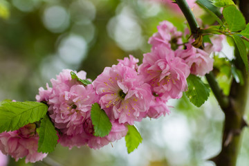 Flowering bush May pink roses in the garden