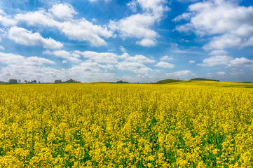 Obraz premium Flowering field of bright yellow rapeseed or colza