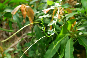 Ivy gourd helps cure diabetes Which results in reducing blood sugar levels.
