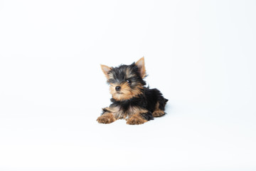 Cute yorkshire terrier puppy stand on the table in white background