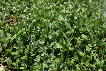 Water drops on green meadows