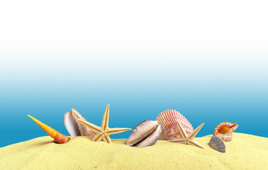 Sea shells with sand as background. Summer beach