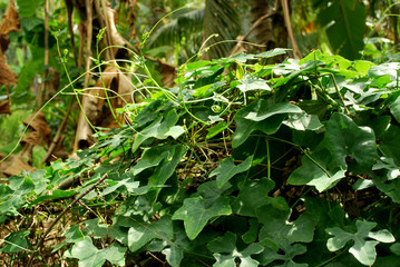 Ivy gourd helps cure diabetes Which results in reducing blood sugar levels.