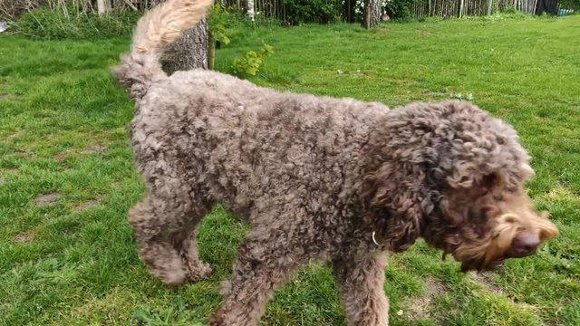 Sweet Labradoodles Playing in the Garden and Walking along the grass. Muliple labradoodles on rural area.