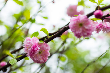 Flowering bush May pink roses in the garden