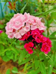 Obraz premium flowers in the garden