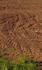 Tabakpflanzen auf dem Acker frisch geflanzt