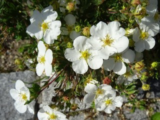 Fünf-Fingerstrauch weiß