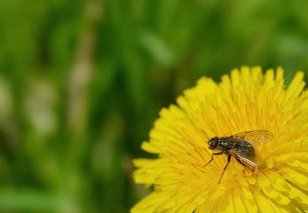 Black fly close-up sitting on yellow flower dandelion