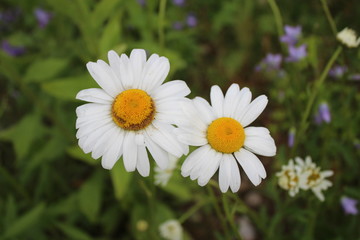 Wild Daisy white Flower in one sunny day, meadow, wild, medicine herbs and flowers