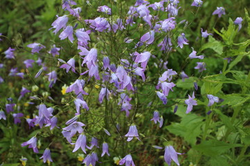 Wild herb on the sunny meadow