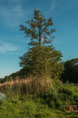 Idyllische Teichlandschaft zum Seele baumeln lassen